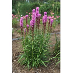 Liatris spicata - Füzéres díszcsorba