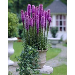 Liatris spicata - Füzéres díszcsorba