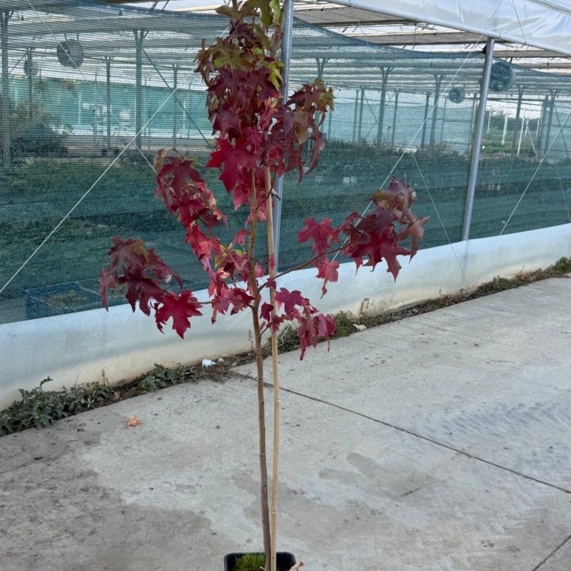 Liquidambar styraciflua – Amerikai ámbrafa