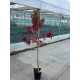 Liquidambar styraciflua – Amerikai ámbrafa