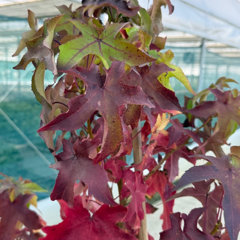 Liquidambar styraciflua – Amerikai ámbrafa