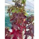Liquidambar styraciflua – Amerikai ámbrafa