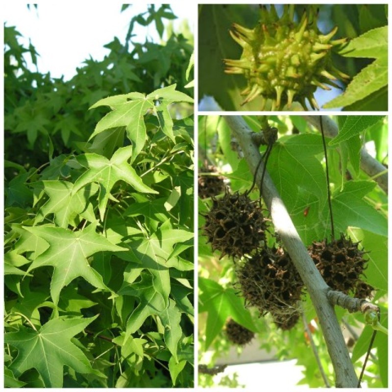 Liquidambar styraciflua – Amerikai ámbrafa