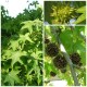Liquidambar styraciflua – Amerikai ámbrafa