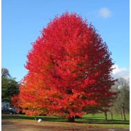 Liquidambar styraciflua – Amerikai ámbrafa