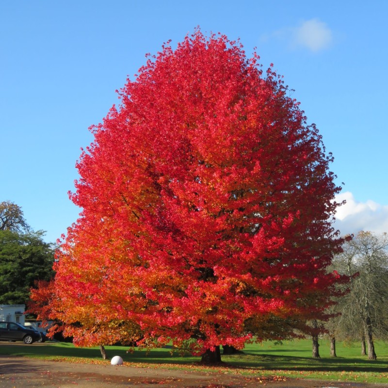 Liquidambar styraciflua – Amerikai ámbrafa