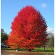 Liquidambar styraciflua – Amerikai ámbrafa