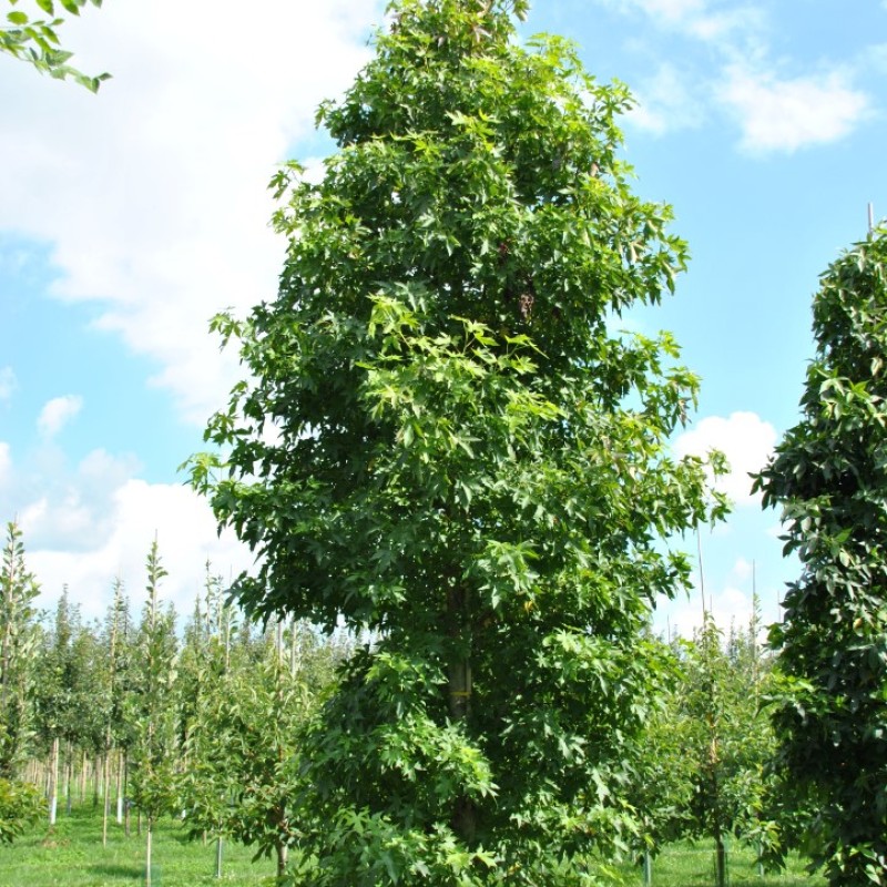 Liquidambar styraciflua – Amerikai ámbrafa