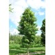 Liquidambar styraciflua – Amerikai ámbrafa