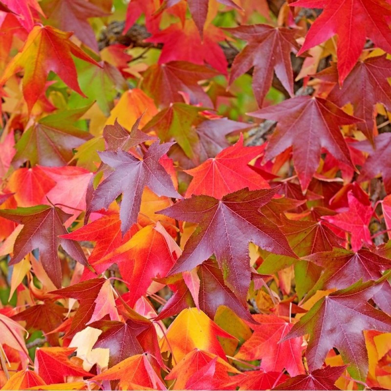 Liquidambar styraciflua – Amerikai ámbrafa