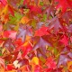 Liquidambar styraciflua – Amerikai ámbrafa