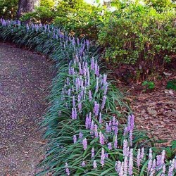 Liriope muscari 'Big Blue' – Gyöngyikés gyepliliom