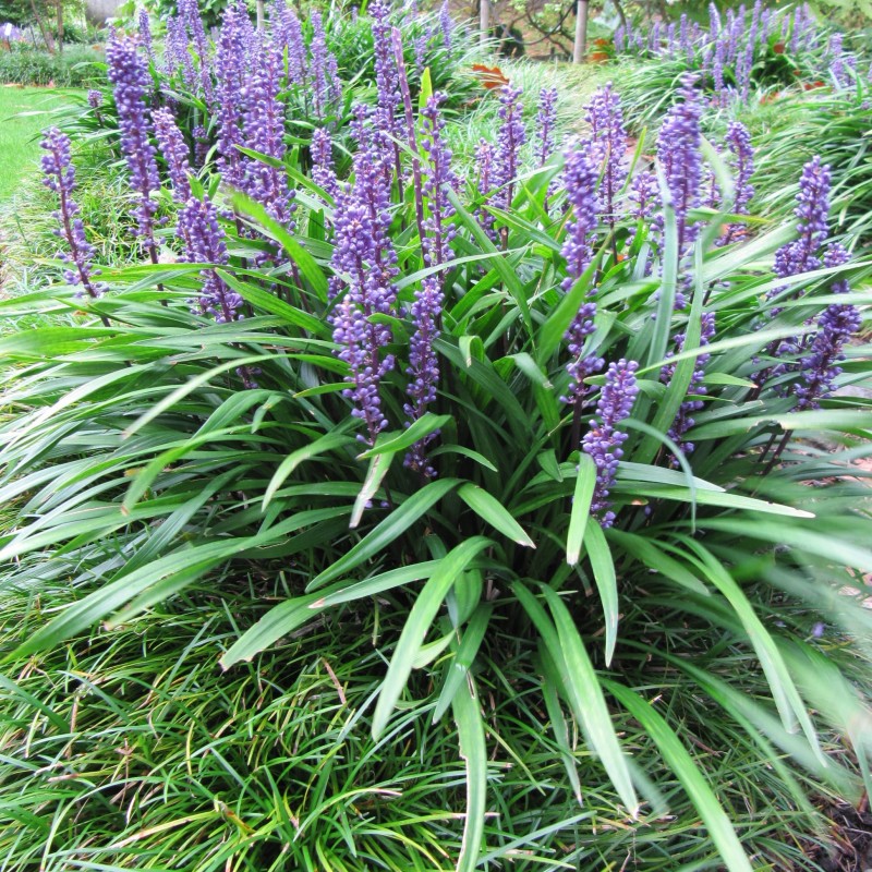 Liriope muscari 'Big Blue' – Gyöngyikés gyepliliom