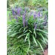 Liriope muscari 'Big Blue' – Gyöngyikés gyepliliom