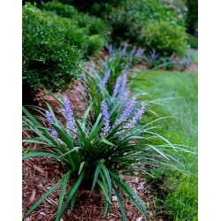 Liriope muscari 'Big Blue' – Gyöngyikés gyepliliom