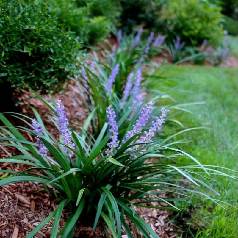 Liriope muscari 'Big Blue' – Gyöngyikés gyepliliom