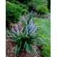Liriope muscari 'Big Blue' – Gyöngyikés gyepliliom
