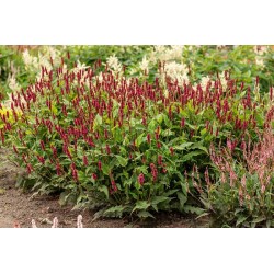 Bistorta amplexicaulis 'Lisan' – keserűfű