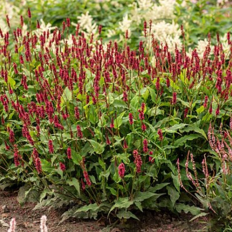 Bistorta amplexicaulis 'Lisan' – keserűfű