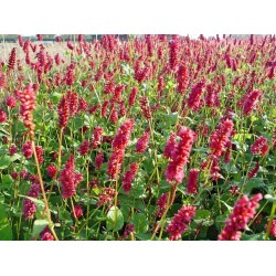 Bistorta amplexicaulis 'Lisan' – keserűfű
