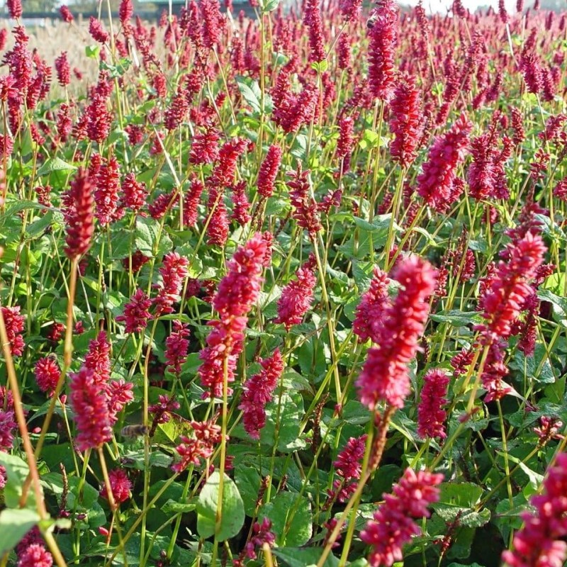 Bistorta amplexicaulis 'Lisan' – keserűfű