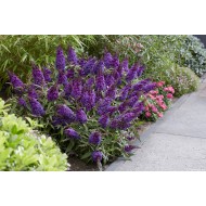 Buddleja davidii ‘Little Purple’ – Lila törpe nyáriorgona