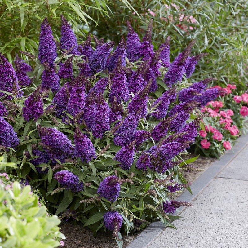 Buddleja davidii ‘Little Purple’ – Lila törpe nyáriorgona