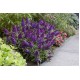 Buddleja davidii ‘Little Purple’ – Lila törpe nyáriorgona
