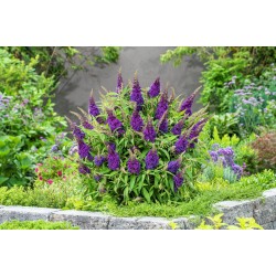 Buddleja davidii ‘Little Purple’ – Lila törpe nyáriorgona