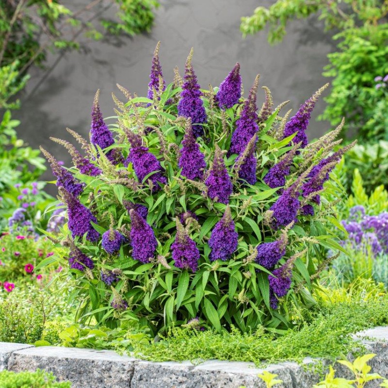 Buddleja davidii ‘Little Purple’ – Lila törpe nyáriorgona