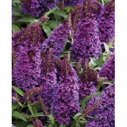 Buddleja davidii ‘Little Purple’ – Lila törpe nyáriorgona