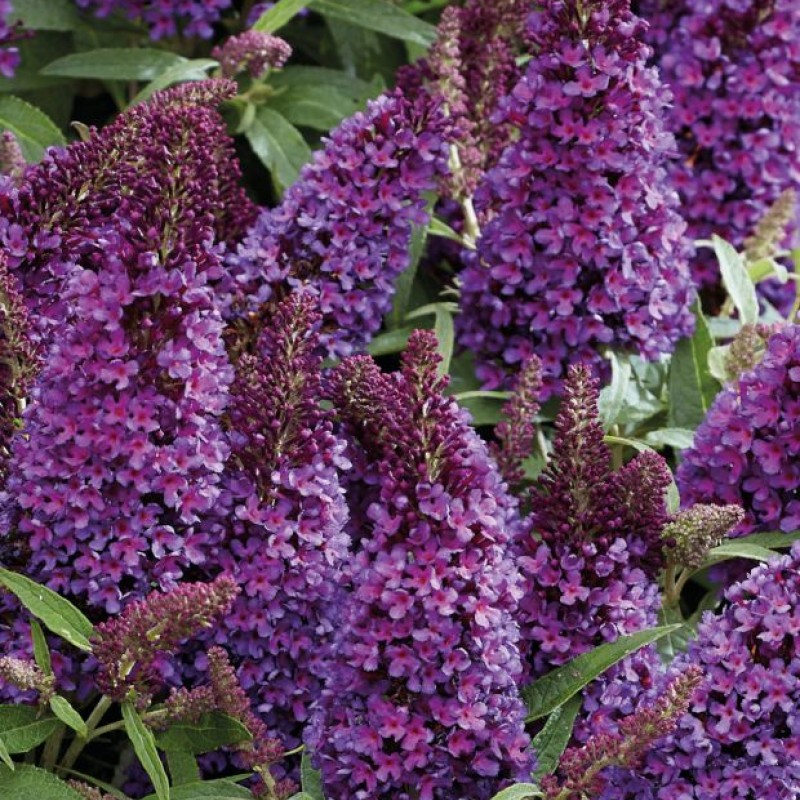 Buddleja davidii ‘Little Purple’ – Lila törpe nyáriorgona