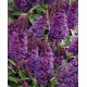 Buddleja davidii ‘Little Purple’ – Lila törpe nyáriorgona