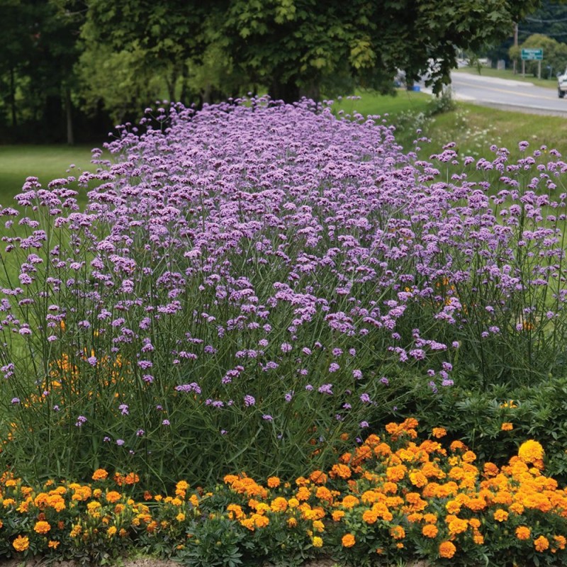 Verbena bonariensis ‘Lollipop’ – Argentin verbéna