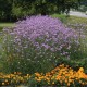 Verbena bonariensis ‘Lollipop’ – Argentin verbéna