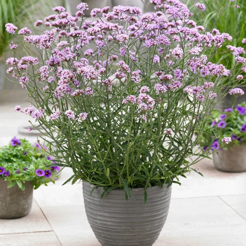 Verbena bonariensis ‘Lollipop’ – Argentin verbéna