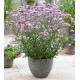 Verbena bonariensis ‘Lollipop’ – Argentin verbéna
