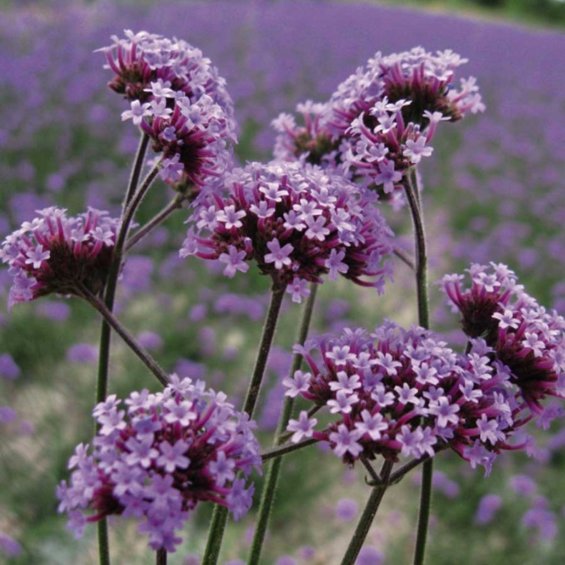 Verbena bonariensis ‘Lollipop’ – Argentin verbéna