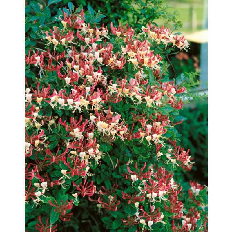 Lonicera x heckrottii 'American Beauty'