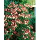Lonicera x heckrottii 'American Beauty'