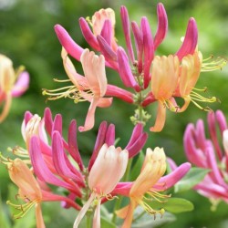 Lonicera x heckrottii 'American Beauty'