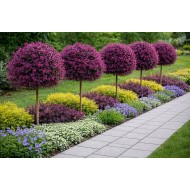 Loropetalum Black Pearl törzsre nevelt - Kínai rojtosvirág 