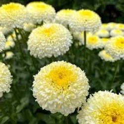 Leucanthemum ‘Luna’ - Margaréta
