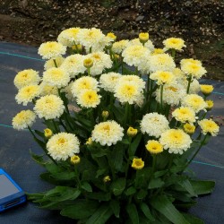 Leucanthemum ‘Luna’ - Margaréta