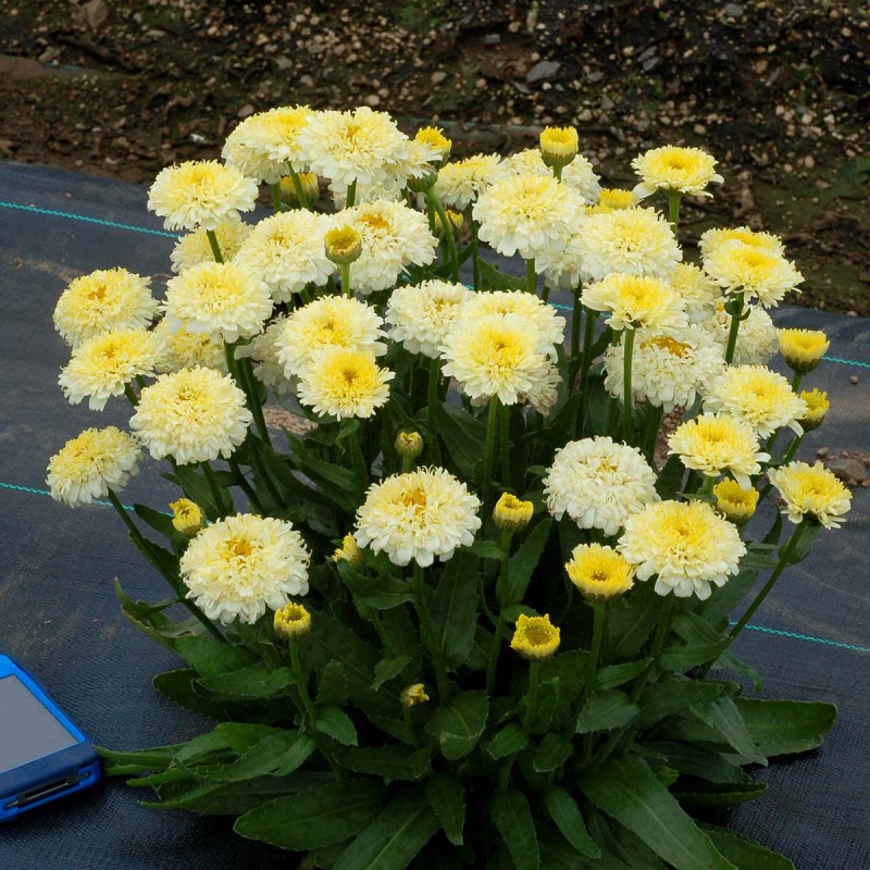 Leucanthemum ‘Luna’ - Margaréta
