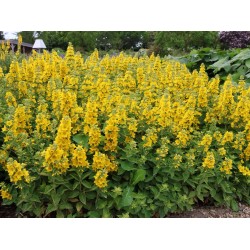 Lysimachia punctata – Sárga lizinka