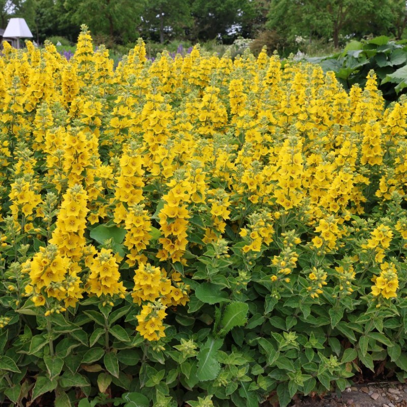 Lysimachia punctata – Sárga lizinka