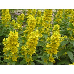 Lysimachia punctata – Sárga lizinka