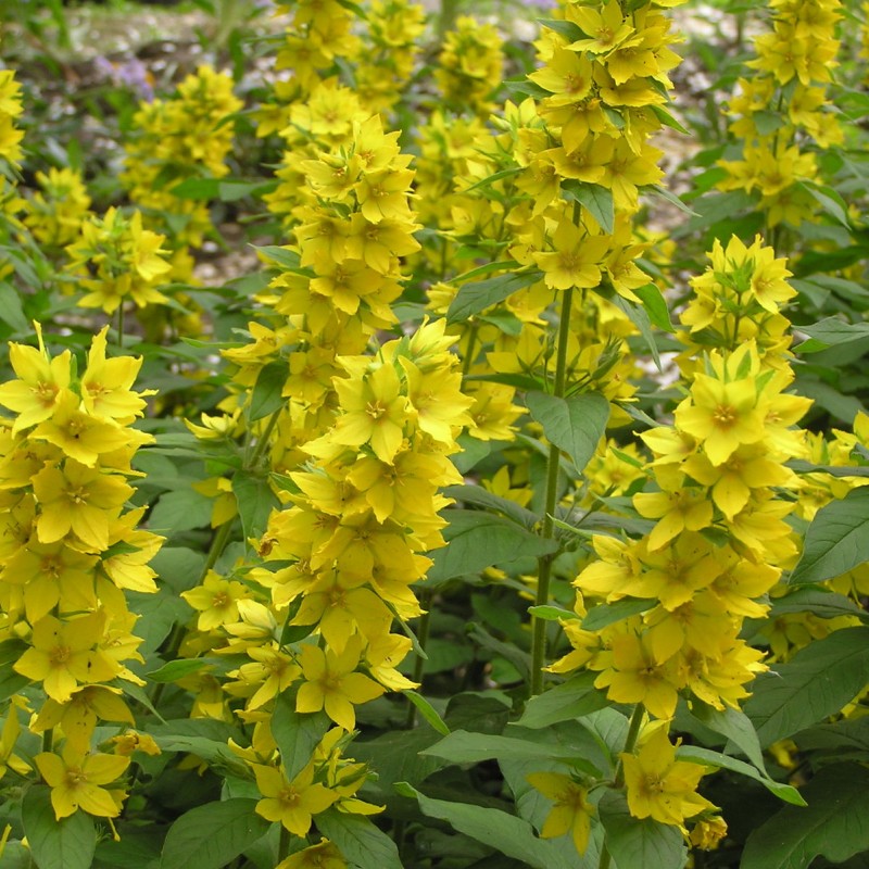 Lysimachia punctata – Sárga lizinka