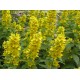 Lysimachia punctata – Sárga lizinka